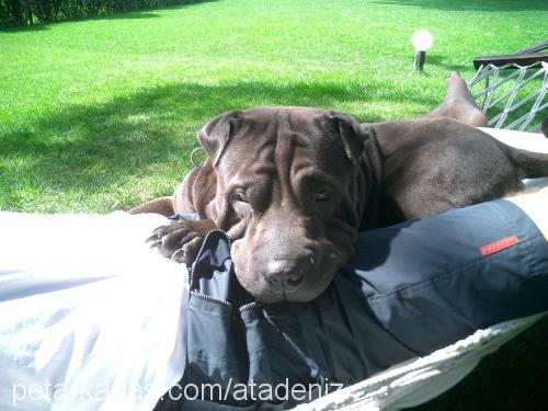 Harley Erkek Çin Shar-Pei