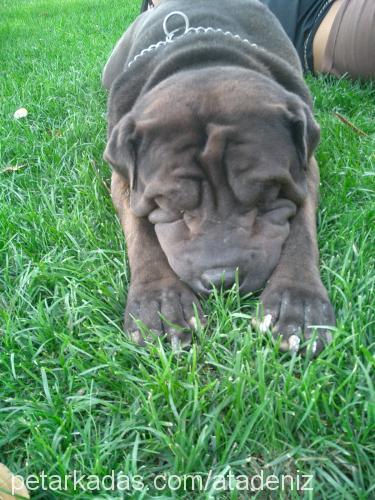 Harley Erkek Çin Shar-Pei