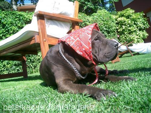 Harley Erkek Çin Shar-Pei