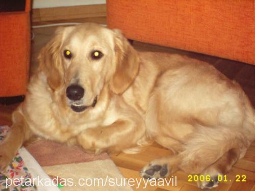 Kogi Dişi Golden Retriever