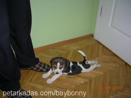 BAYBONNY Erkek Beagle