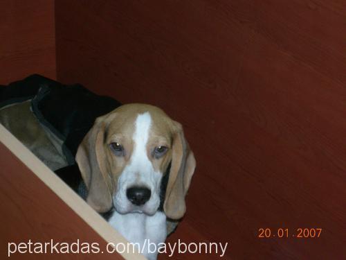 BAYBONNY Erkek Beagle