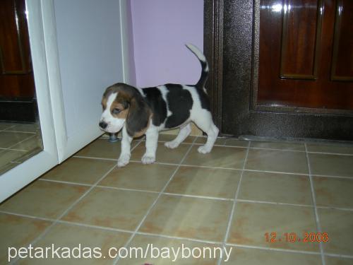 BAYBONNY Erkek Beagle