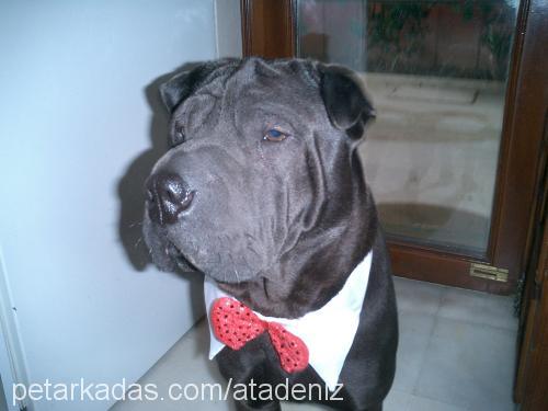 Harley Erkek Çin Shar-Pei