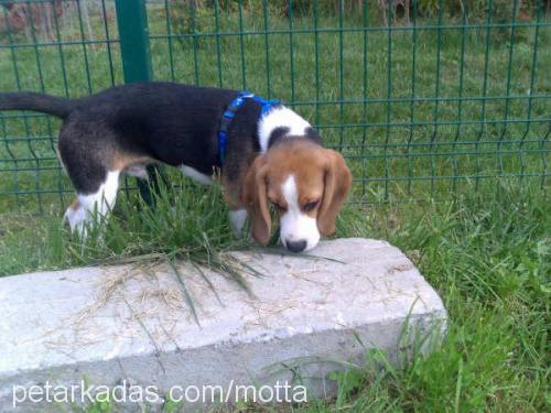 motta Erkek Beagle