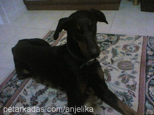 PreNss Erkek Doberman Pinscher