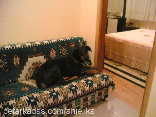 PreNss Erkek Doberman Pinscher