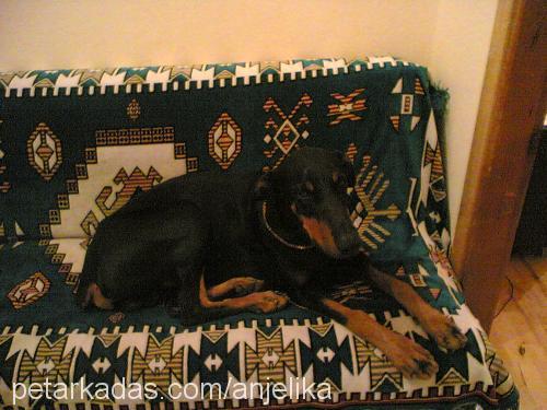 PreNss Erkek Doberman Pinscher