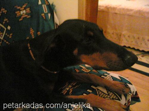 PreNss Erkek Doberman Pinscher