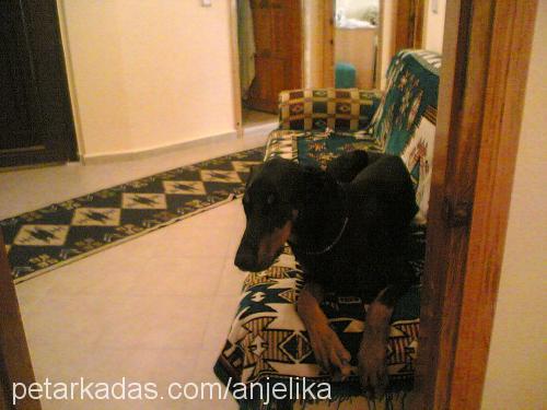 PreNss Erkek Doberman Pinscher