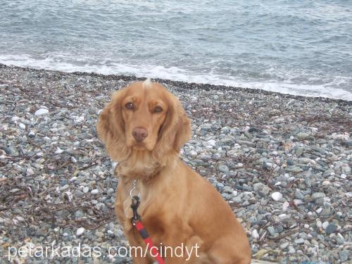 jerry Dişi İngiliz Cocker Spaniel