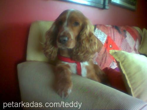 teddy Erkek İngiliz Cocker Spaniel