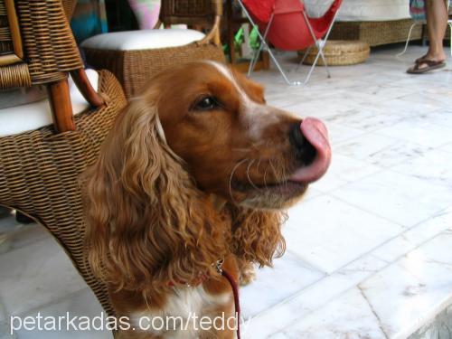 teddy Erkek İngiliz Cocker Spaniel