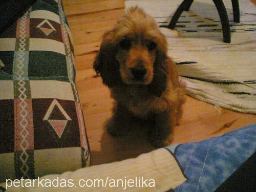 Fıstık Erkek Amerikan Cocker Spaniel