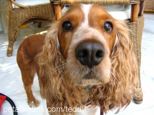 teddy Erkek İngiliz Cocker Spaniel