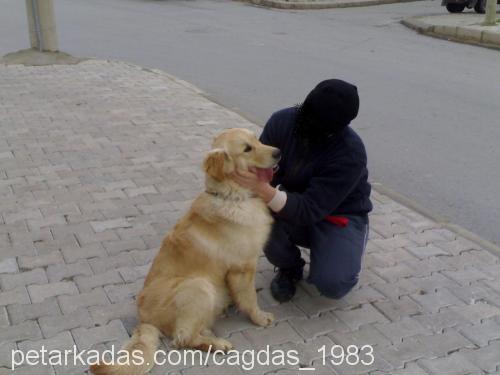 paşa Erkek Golden Retriever