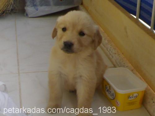 paşa Erkek Golden Retriever