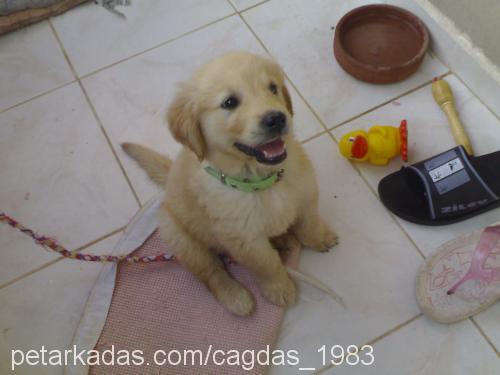 paşa Erkek Golden Retriever