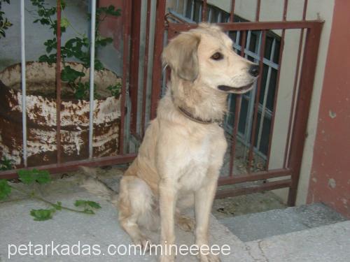 yastık Erkek Golden Retriever