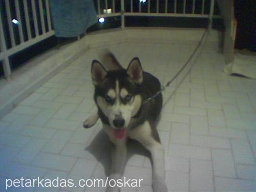 siby Erkek Sibirya Kurdu (Husky)