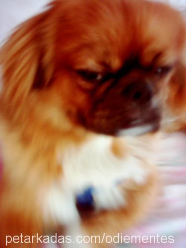 ODIE Erkek Pekingese