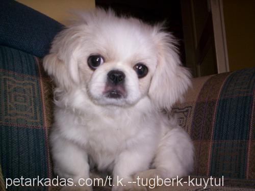 prenses Dişi Pekingese