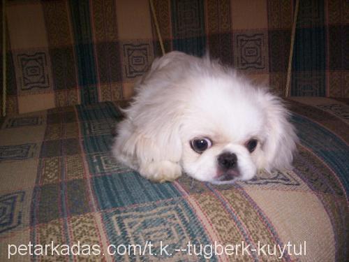 prenses Dişi Pekingese