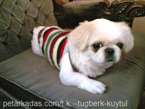 prenses Dişi Pekingese