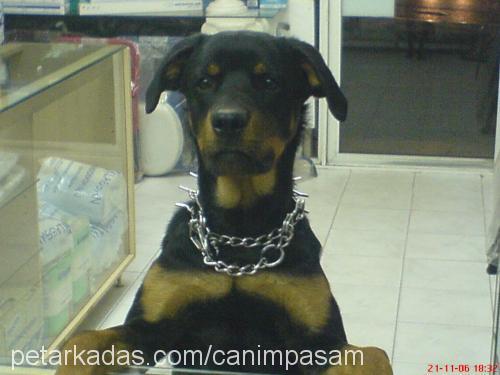 paşa Erkek Rottweiler