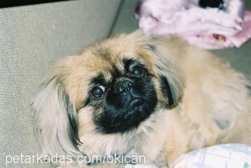 oki Erkek Pekingese