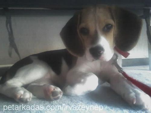 irva Dişi Beagle