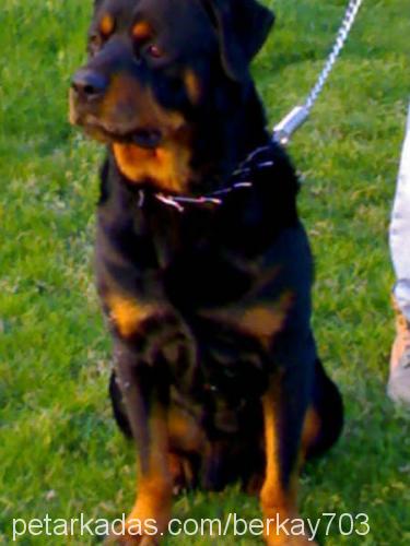 haydut Erkek Rottweiler