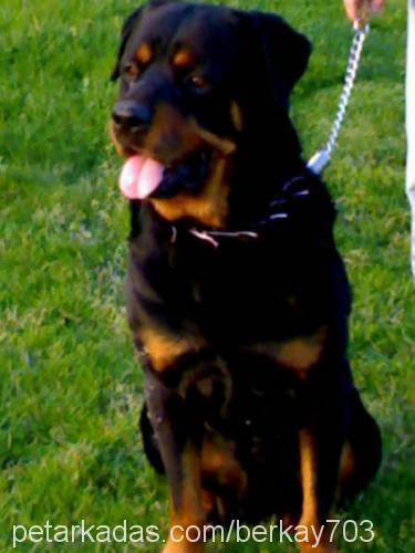 haydut Erkek Rottweiler