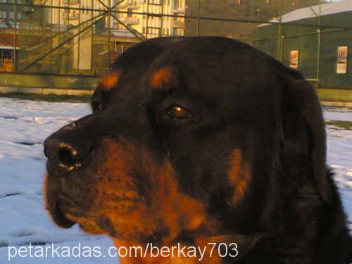 haydut Erkek Rottweiler