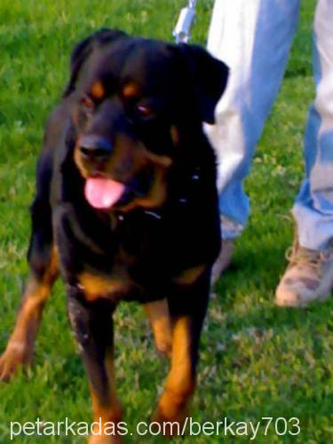 haydut Erkek Rottweiler