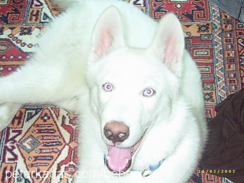 ARES Erkek Sibirya Kurdu (Husky)