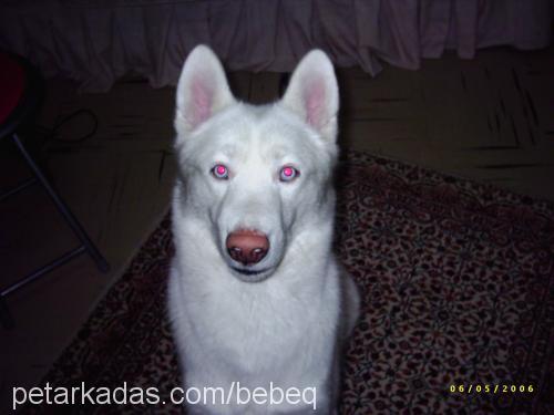 ARES Erkek Sibirya Kurdu (Husky)