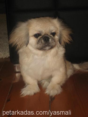 zeytin Erkek Pekingese