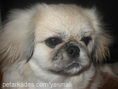 zeytin Erkek Pekingese