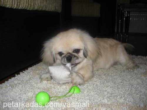 zeytin Erkek Pekingese