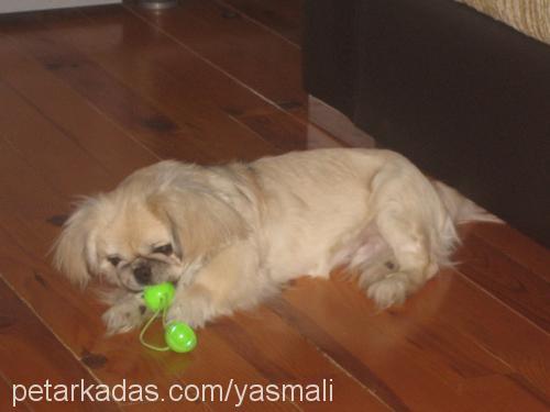 zeytin Erkek Pekingese