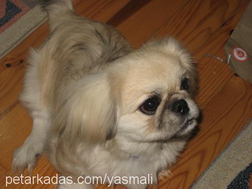 zeytin Erkek Pekingese