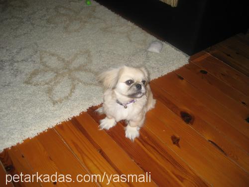 zeytin Erkek Pekingese