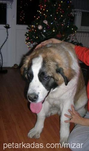 Köpük Erkek St. Bernard (Saint Bernard)