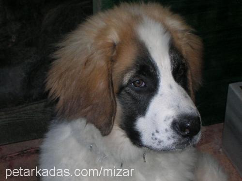 Köpük Erkek St. Bernard (Saint Bernard)