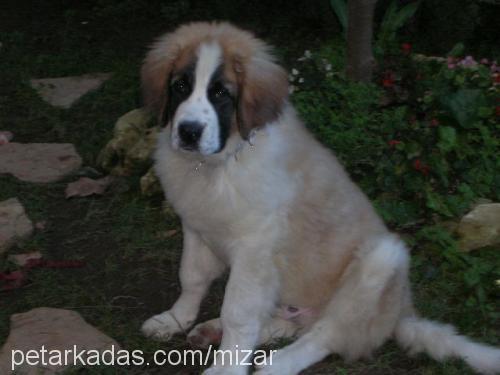 Köpük Erkek St. Bernard (Saint Bernard)