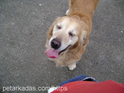 Pasha Erkek Golden Retriever