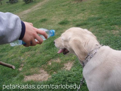 carlo Erkek Golden Retriever