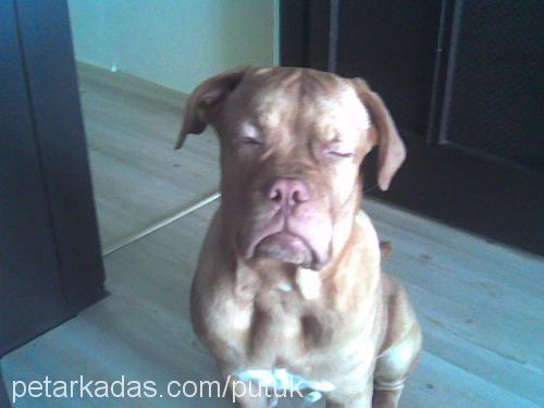 petrus Erkek Fransız Mastiff