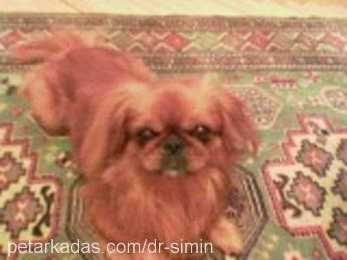 TARÇIN Erkek Pekingese